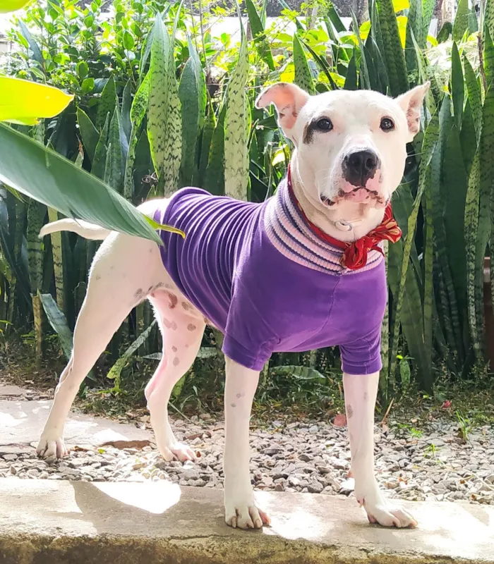 Cachorro ra a Pit-Bull idade 3 anos nome Pipa
