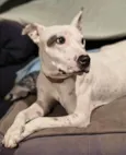 Pipa