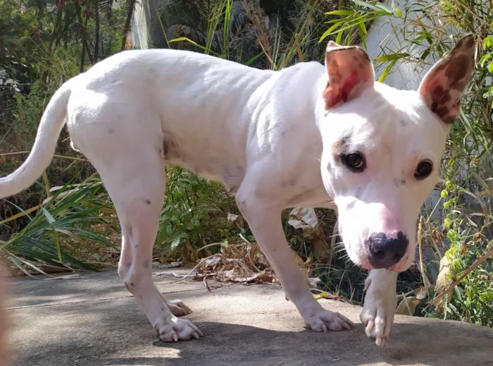 Cachorro ra a Pit-Bull idade 3 anos nome Pipa