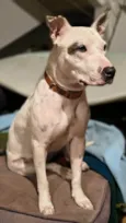 Pipa