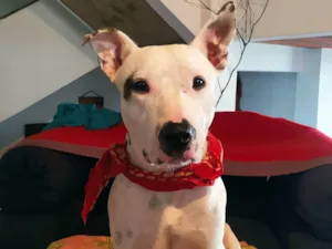Cachorro raça Pit-Bull idade 3 anos nome Pipa