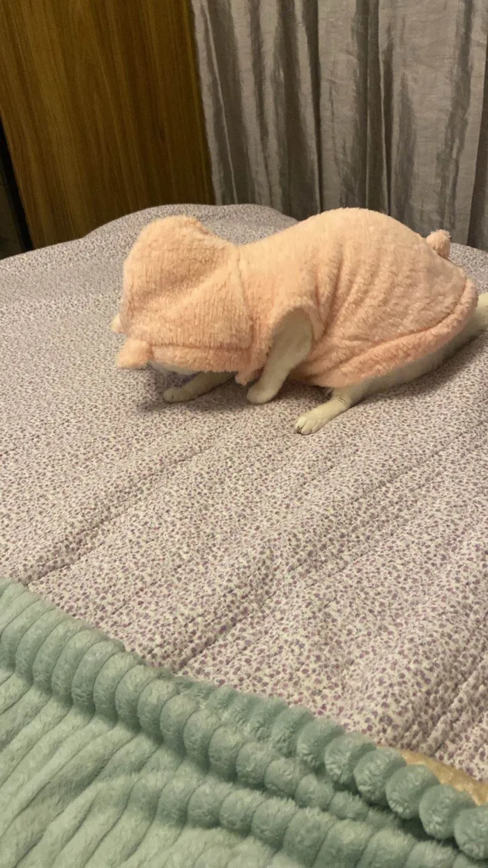 Cachorro ra a Pastor Alemão idade 2 a 6 meses nome Lua 