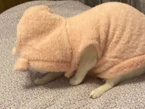 Cachorro raça Pastor Alemão idade 2 a 6 meses nome Lua 