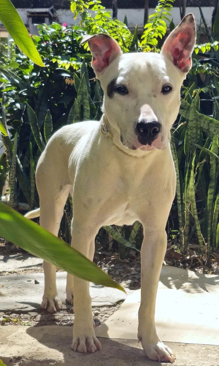 Cachorro ra a Pit-Bull idade 3 anos nome Pipa