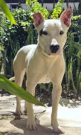 Pipa
