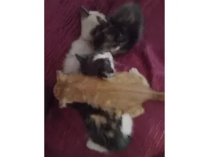 Gato raça Siamês idade 2 a 6 meses nome Gato