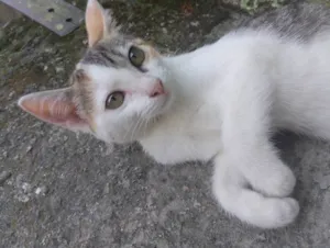 Gato raça Siamês idade 2 a 6 meses nome Afrodite 