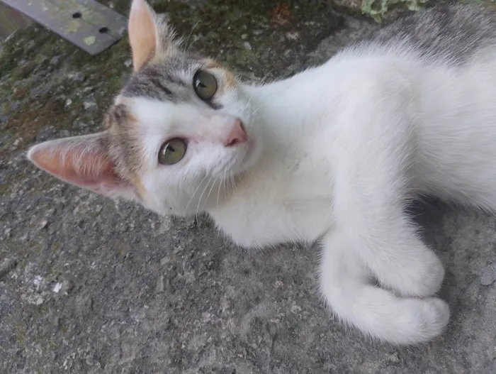 Gato ra a Siamês idade 2 a 6 meses nome Afrodite