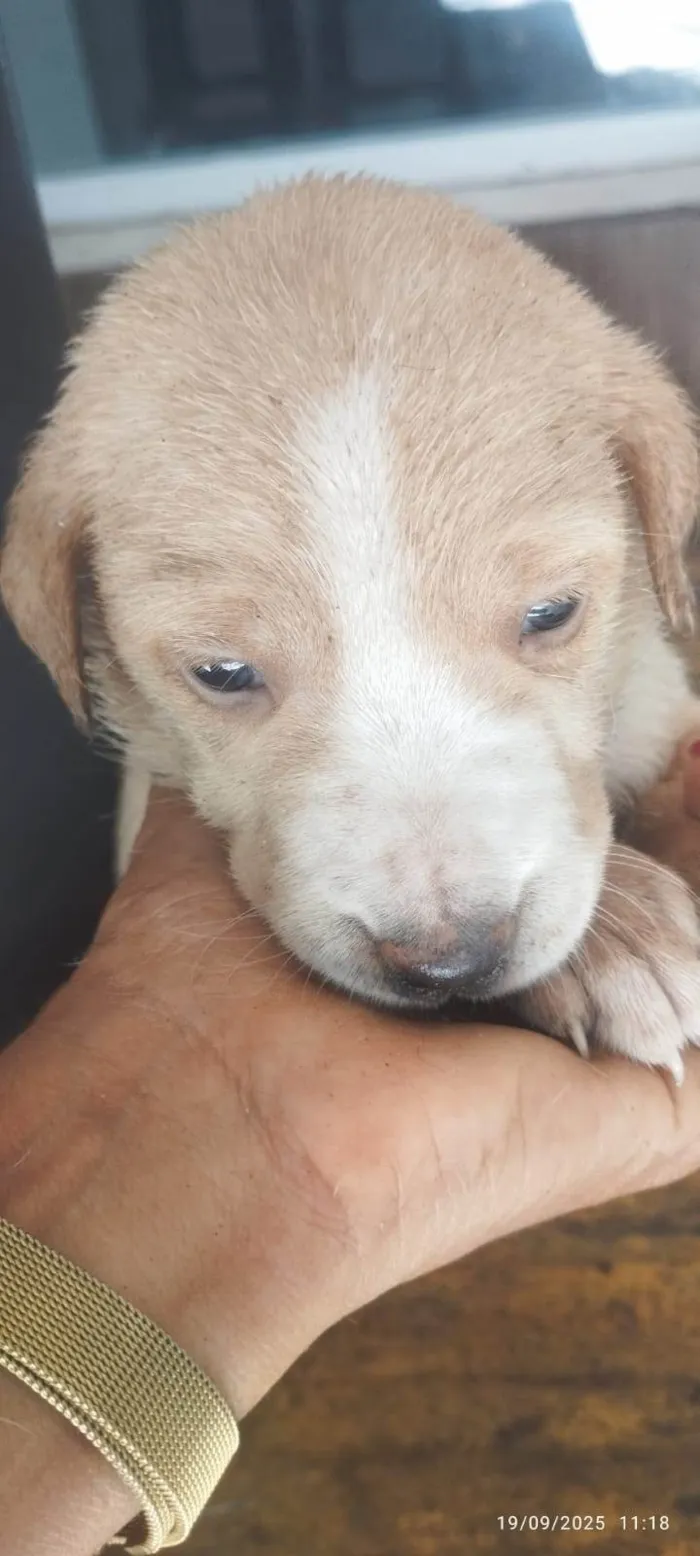 Cachorro ra a SRD-ViraLata idade Abaixo de 2 meses nome Sem nome ainda