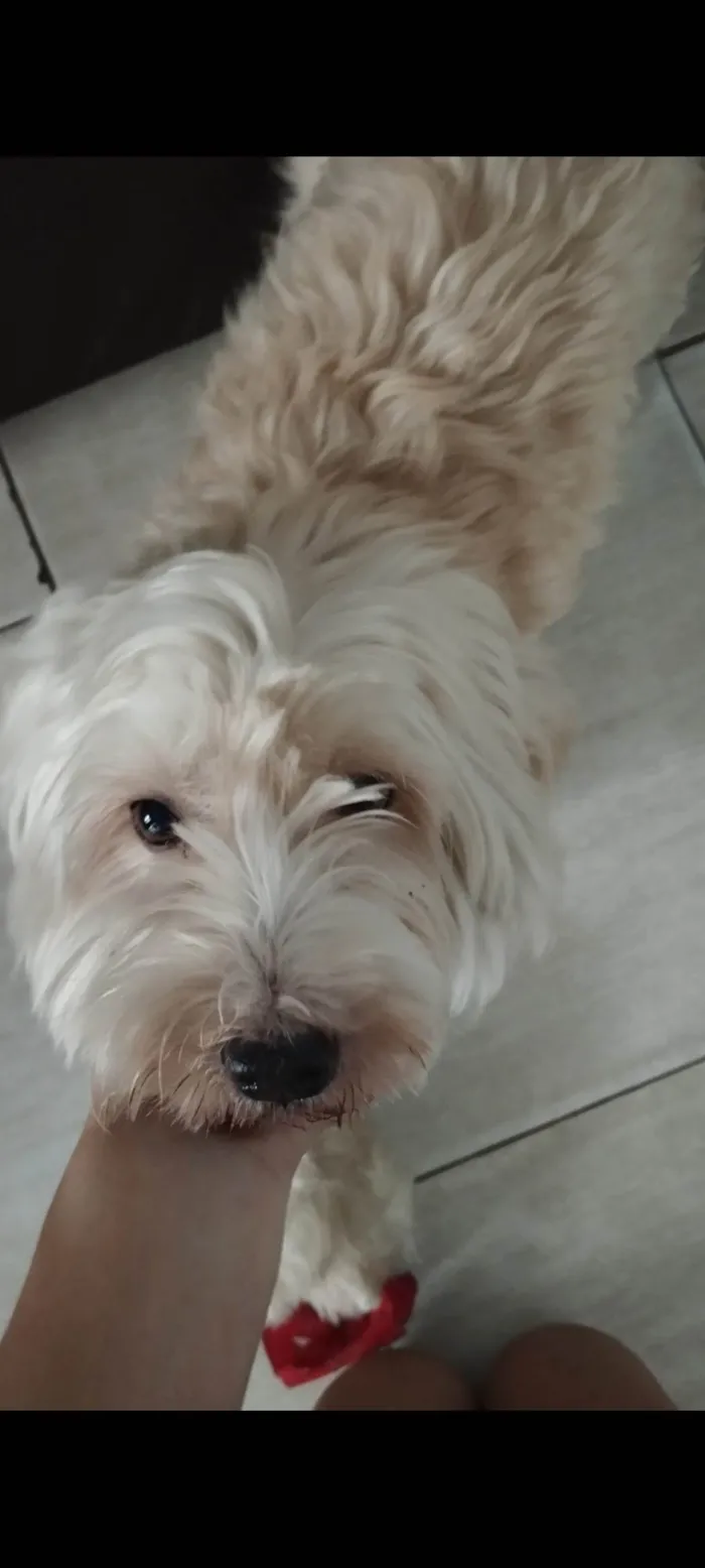Cachorro ra a SRD-ViraLata idade 3 anos nome Alladin 