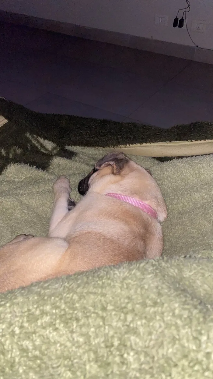 Cachorro ra a Bulldog idade 1 ano nome Meeg