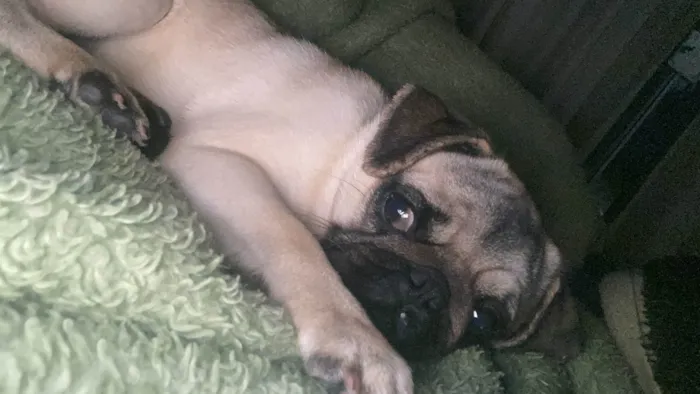 Cachorro ra a Bulldog idade 1 ano nome Meeg
