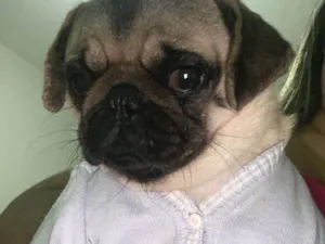 Cachorro raça Bulldog idade 1 ano nome Meeg