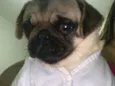 Meeg