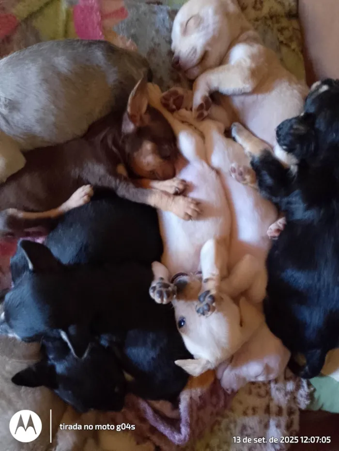Cachorro ra a SRD-ViraLata idade 2 a 6 meses nome Amorinha
