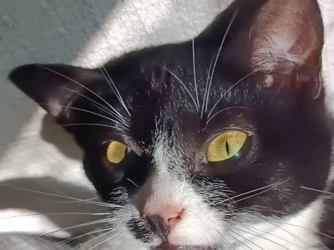 Gato ra a SRD-ViraLata idade 2 anos nome Kiara