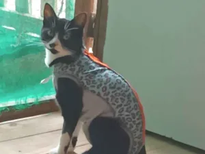 Gato raça SRD-ViraLata idade 2 anos nome Kiara