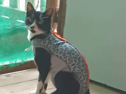 Gato raça SRD-ViraLata idade 2 anos nome Kiara