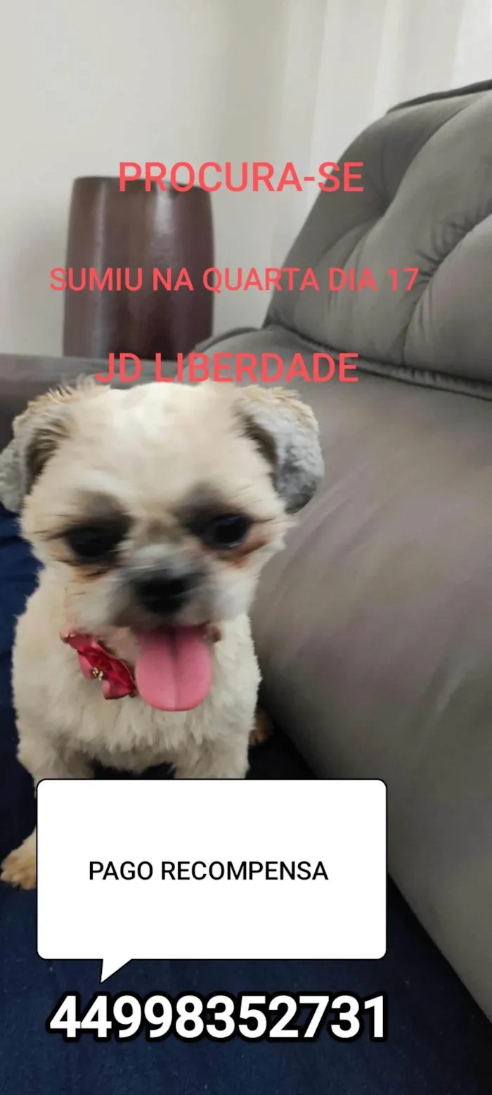 Cachorro ra a Shitzu idade 1 ano nome Luna