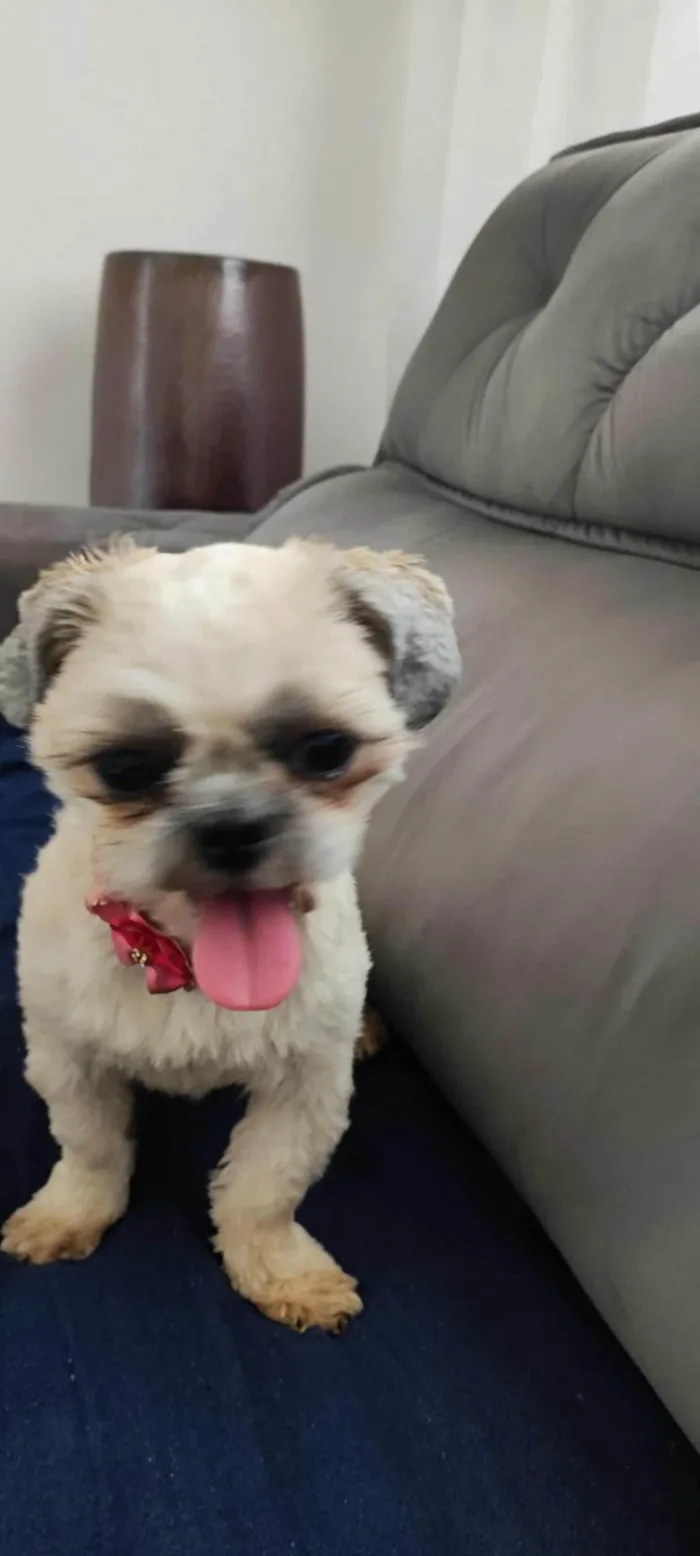 Cachorro ra a Shitzu idade 1 ano nome Luna