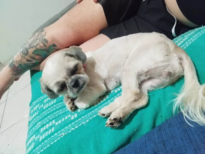 Cachorro ra a Shitzu idade 1 ano nome Luna