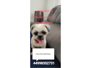 Cachorro raça Shitzu idade 1 ano nome Luna