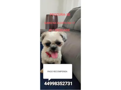 Cachorro raça Shitzu idade 1 ano nome Luna