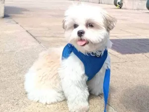 Cachorro raça Shitzu idade 7 a 11 meses nome Lyon 