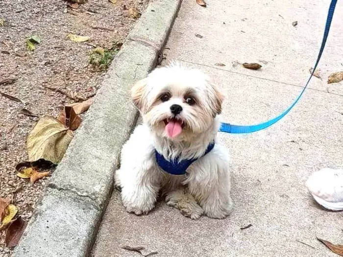 Cachorro ra a Shitzu idade 7 a 11 meses nome Lyon 