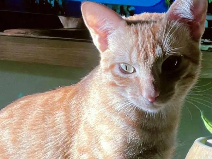 Gato ra a SRD-ViraLata idade 1 ano nome Safi