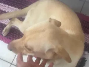 Cachorro raça Labrador idade 1 ano nome Lucky