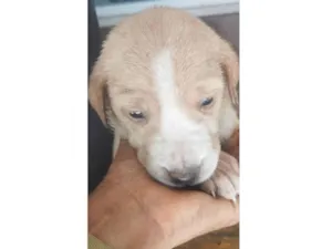 Cachorro raça SRD-ViraLata idade Abaixo de 2 meses nome Sem nome ainda