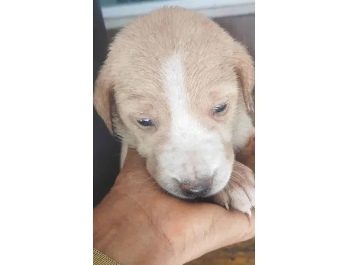 Cachorro ra a SRD-ViraLata idade Abaixo de 2 meses nome Sem nome ainda