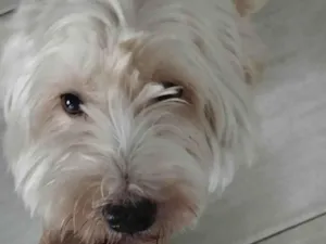 Cachorro raça SRD-ViraLata idade 3 anos nome Alladin 