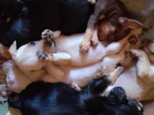 Cachorro raça SRD-ViraLata idade 2 a 6 meses nome Amorinha
