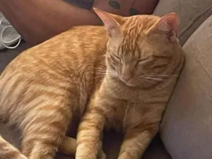 Gato raça SRD-ViraLata idade 1 ano nome Safi