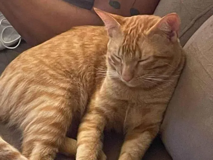 Gato ra a SRD-ViraLata idade 1 ano nome Safi