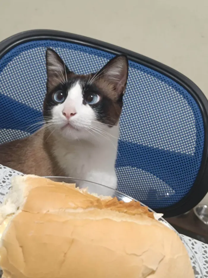 Gato ra a SRD-ViraLata idade 2 anos nome Felas
