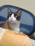 Felas