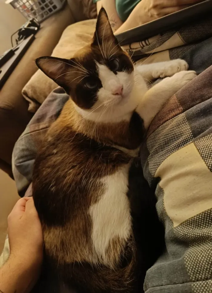 Gato ra a SRD-ViraLata idade 2 anos nome Felas