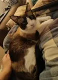 Felas