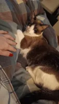 Felas