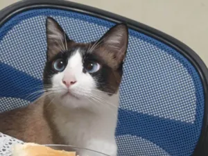 Gato raça SRD-ViraLata idade 2 anos nome Felas