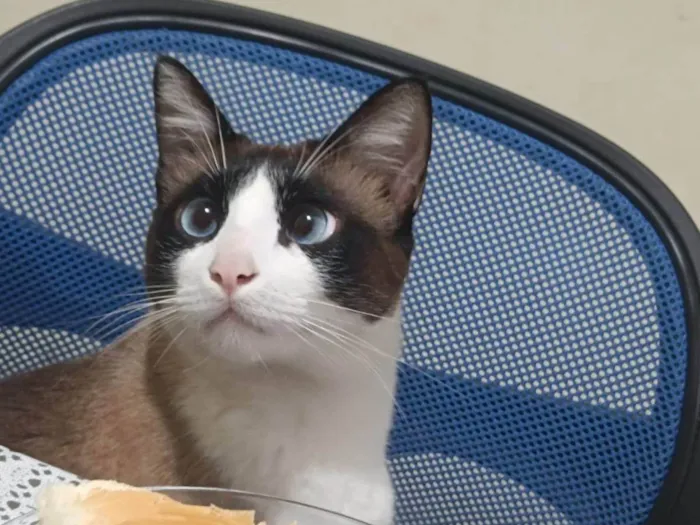 Gato ra a SRD-ViraLata idade 2 anos nome Felas