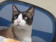 Felas