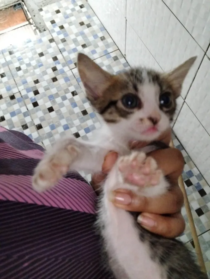 Gato ra a SRD-ViraLata idade Abaixo de 2 meses nome São duas princesas