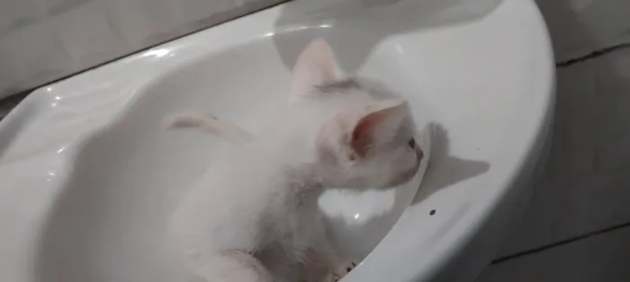 Gato ra a SRD-ViraLata idade Abaixo de 2 meses nome São duas princesas