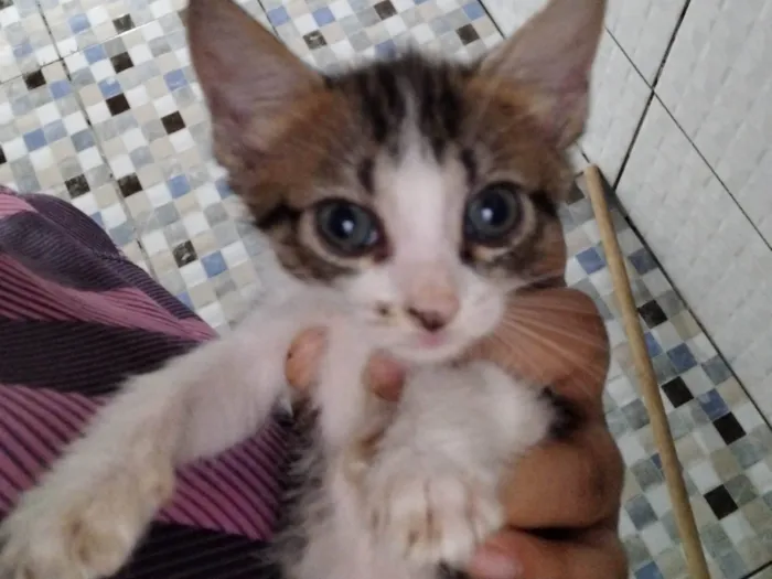 Gato ra a SRD-ViraLata idade Abaixo de 2 meses nome São duas princesas