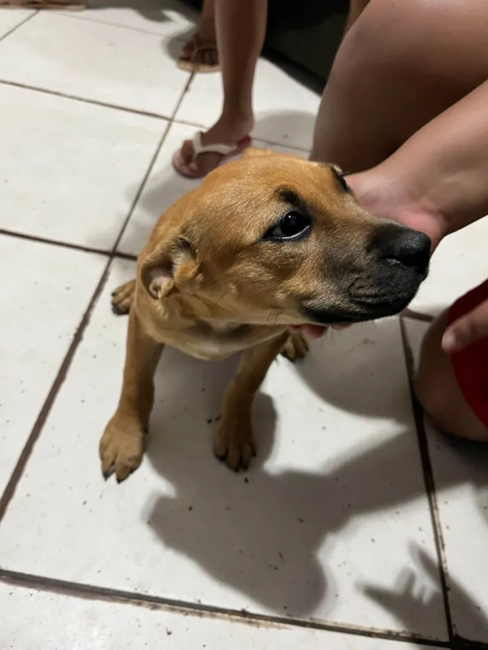 Cachorro ra a Pit-Bull idade 2 a 6 meses nome sem nome