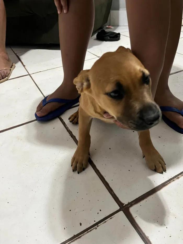 Cachorro ra a Pit-Bull idade 2 a 6 meses nome sem nome